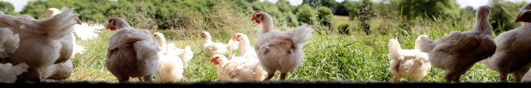 manor farm chickens - quality irish chicken - best irish chicken - premium irish chicken - chicken supplier Ireland