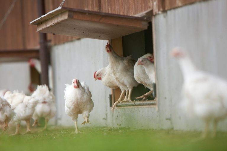 Free range Chicken | Manor Farm free range Irish Chicken