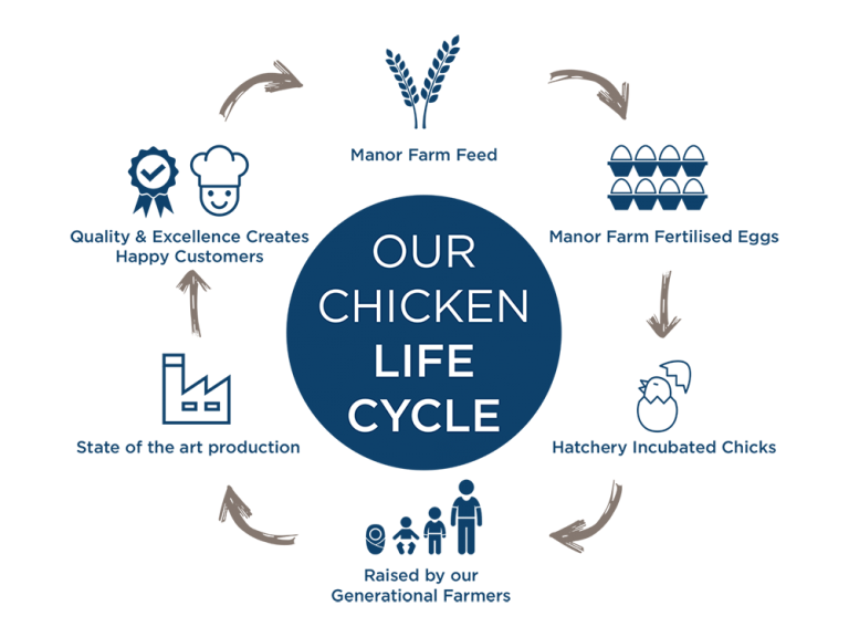 Chicken lifecycle infographic | the lifecycle of chicken