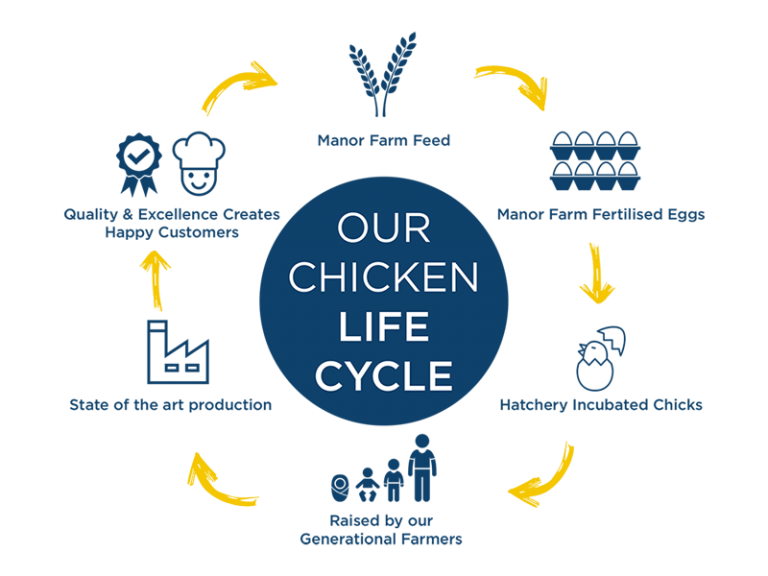 Chicken lifecycle infographic | the lifecycle of chicken