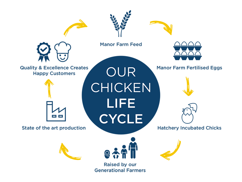 Chicken lifecycle infographic | the lifecycle of chicken