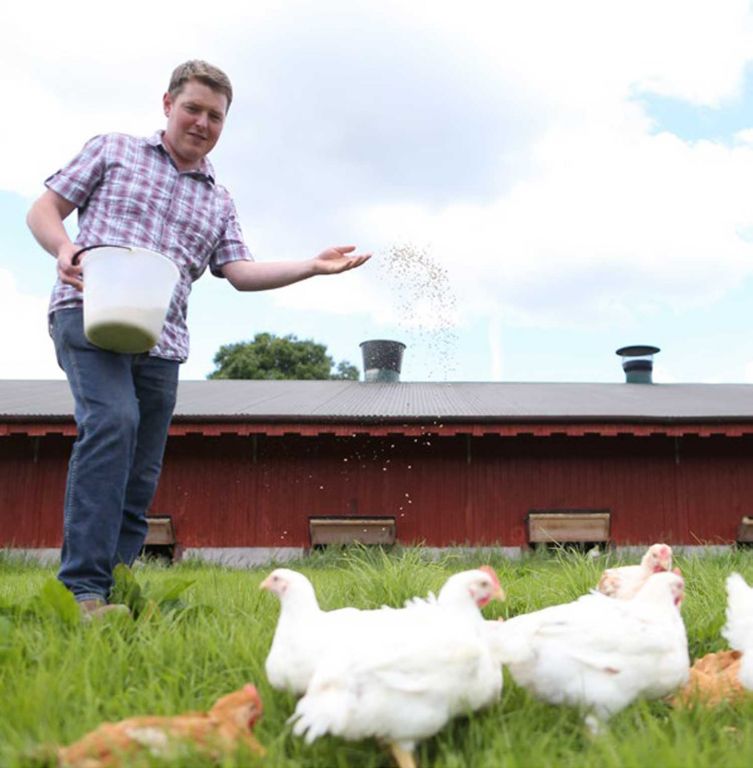 Manor Farm Chicken Farmers Ireland