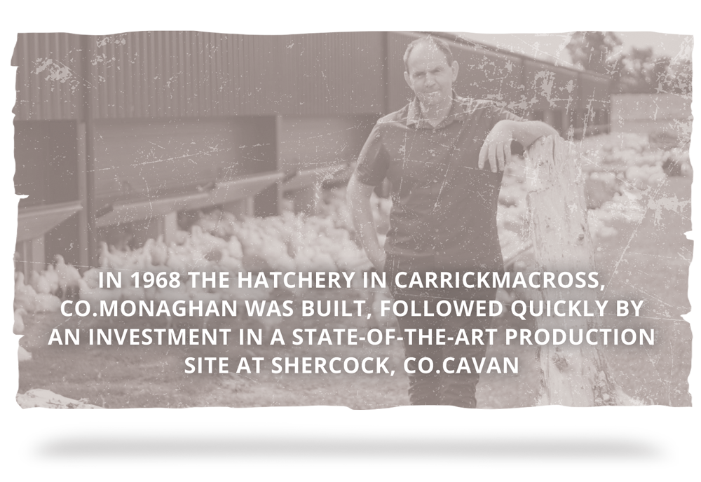 1968 - In 1968 the hatchery in Carrickmacross, Co.Monaghan was built, followed quickly by an investment in a state-of-the-art production site at Shercock, Co.Cavan.